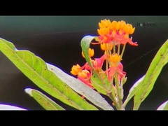 Long Range 8x32 ED Glass Hunting Binoculars For Bird Watching